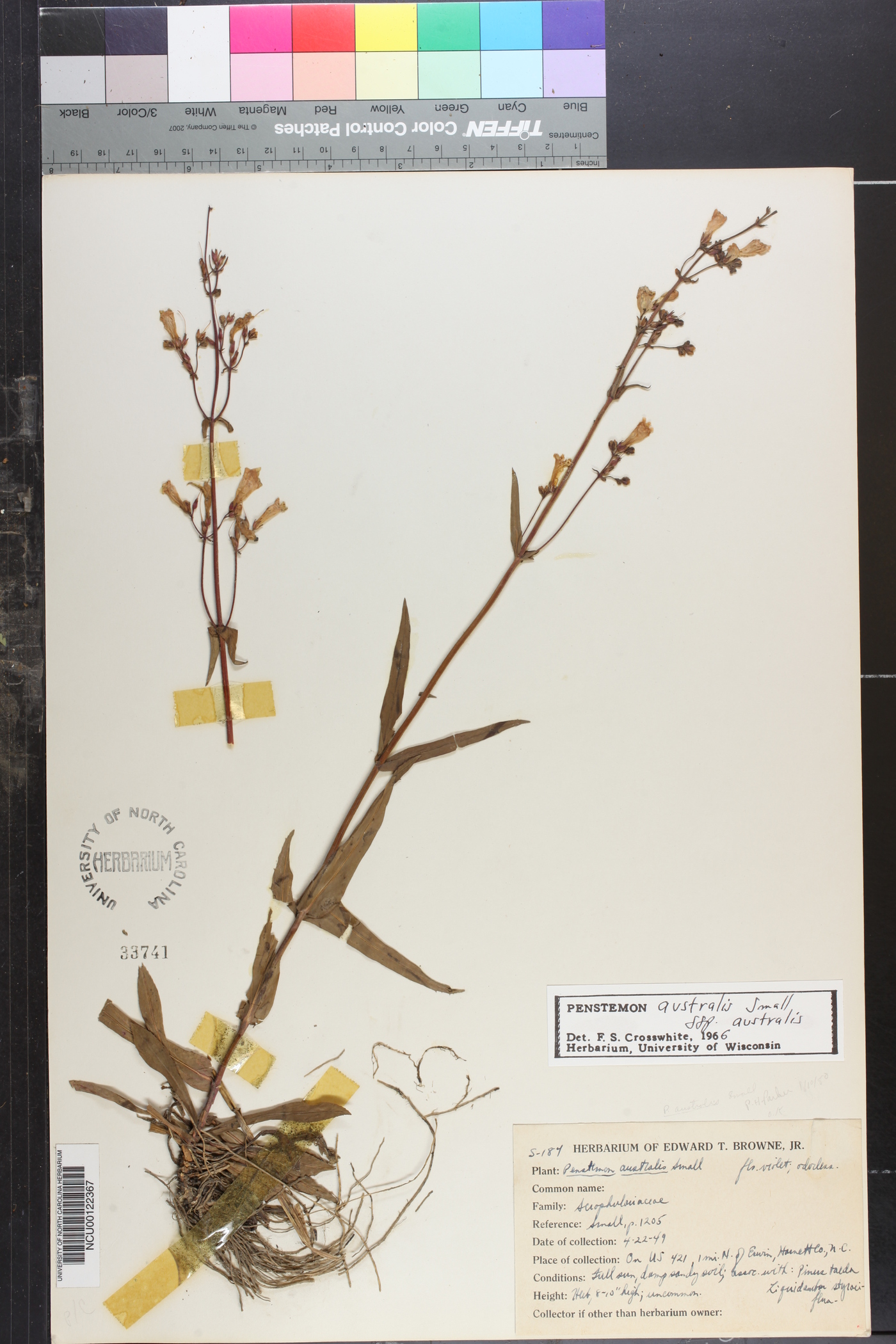 Penstemon australis subsp. australis image