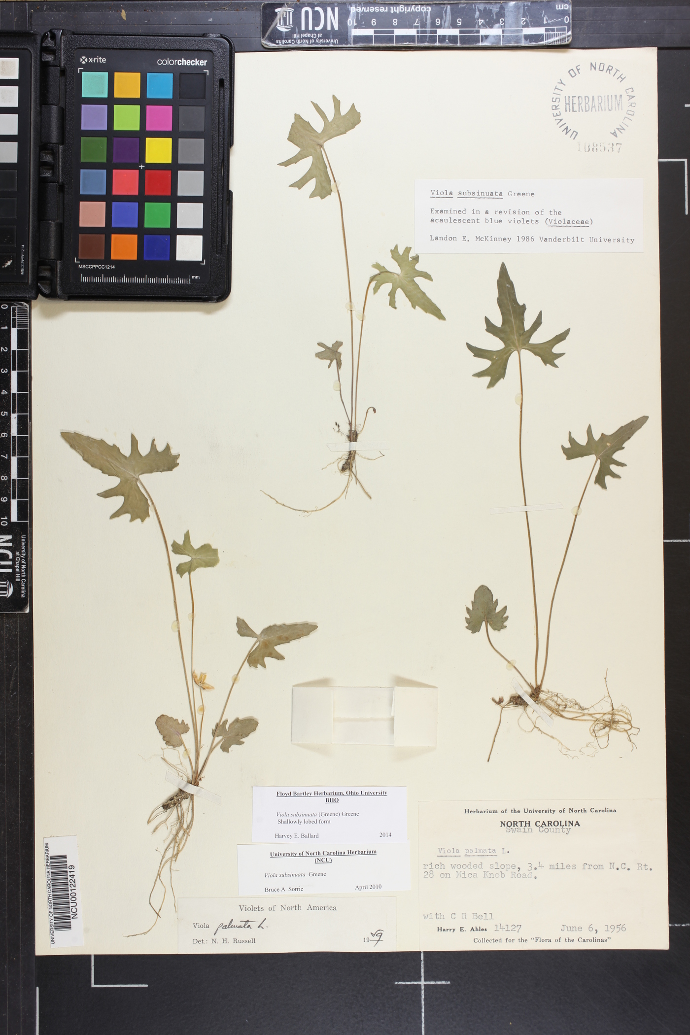 Viola subsinuata image