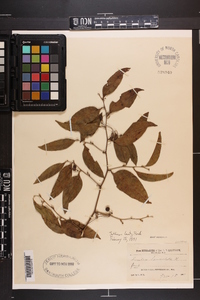 Smilax lanceolata image