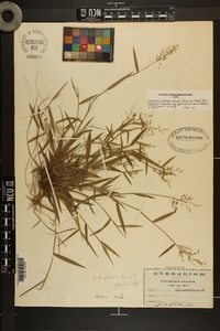 Dichanthelium portoricense image