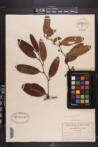 Smilax laurifolia image