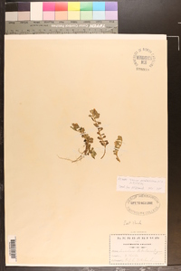 Sesuvium portulacastrum image