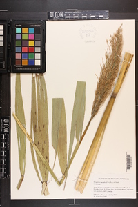 Phragmites australis image