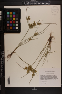 Cyperus iria image