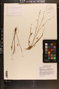 Ranunculus pusillus image