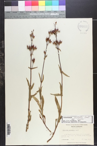 Penstemon australis image