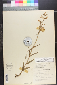 Penstemon australis image