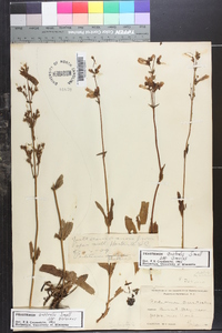 Penstemon australis var. ameles image