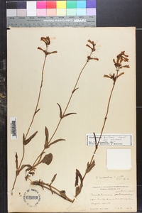 Penstemon australis image