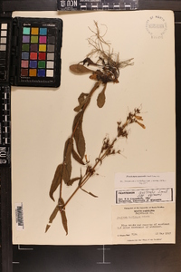 Penstemon australis image