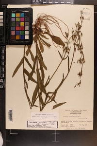 Penstemon australis image