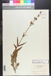 Penstemon australis image