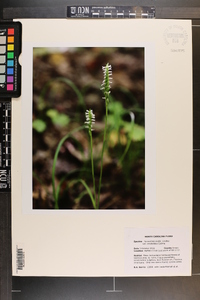 Spiranthes ovalis var. erostellata image