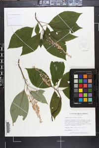 Clethra acuminata image