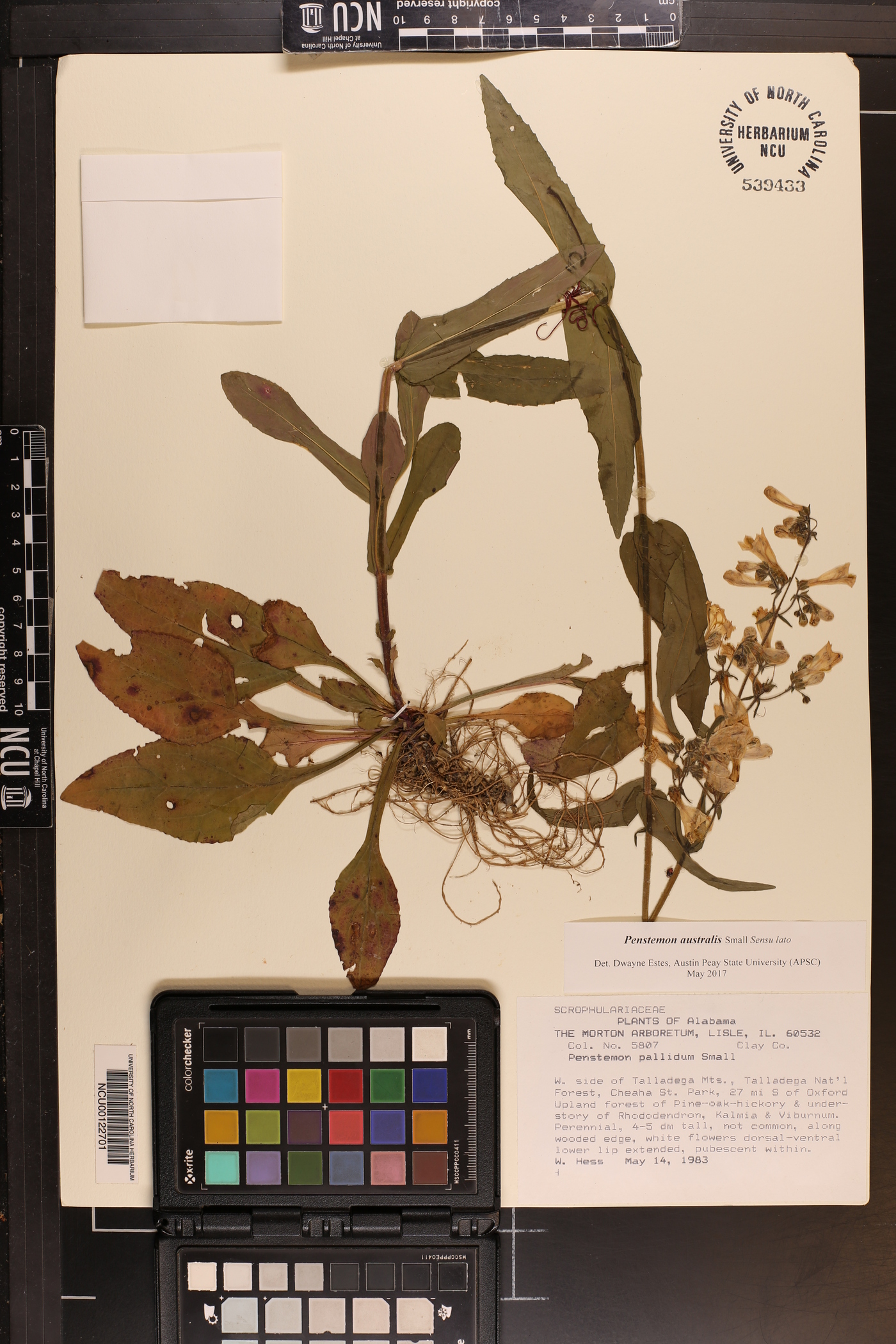 Penstemon pallidus image
