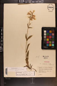 Penstemon australis image