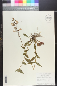 Penstemon laevigatus image