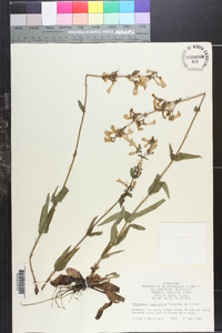 Penstemon laevigatus image