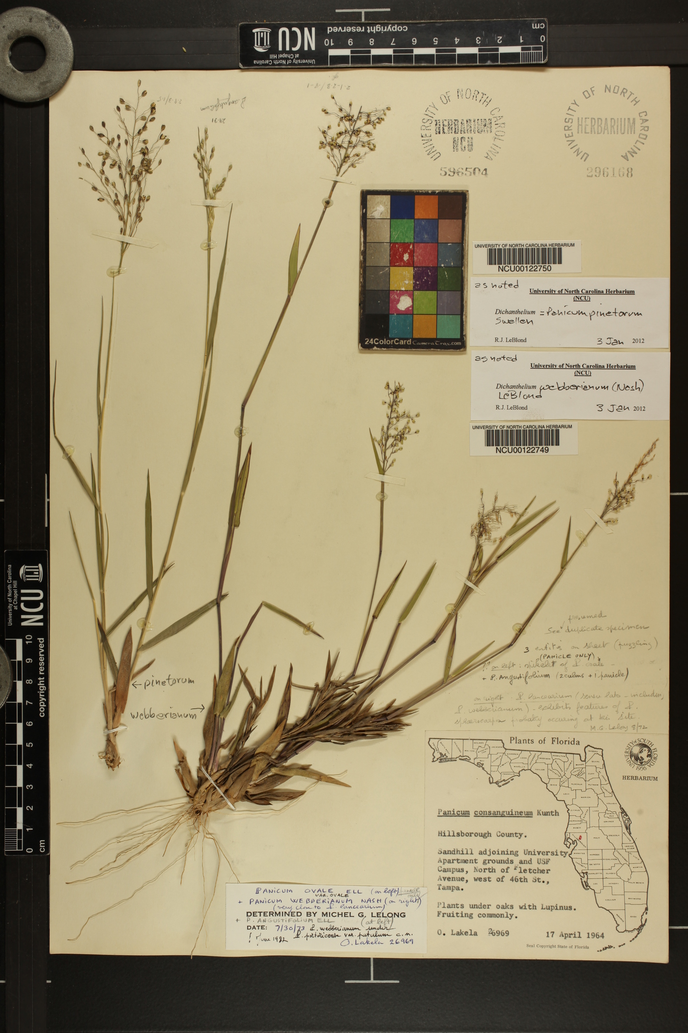 Panicum pinetorum image