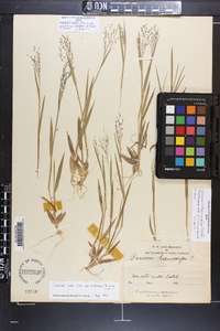 Panicum acuminatum image