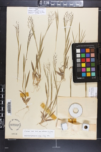 Panicum acuminatum image