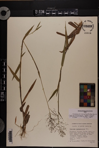 Dichanthelium acuminatum subsp. acuminatum image