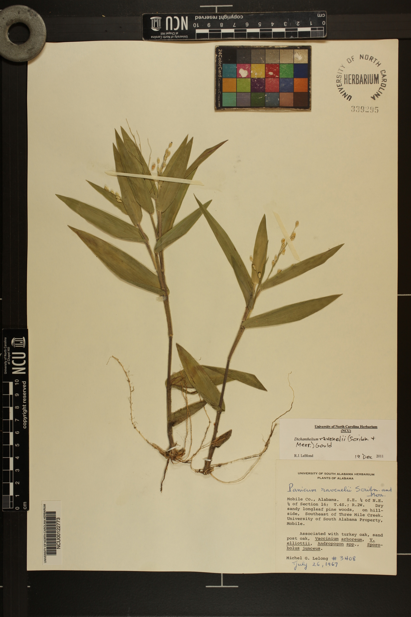 Dichanthelium ravenelii image
