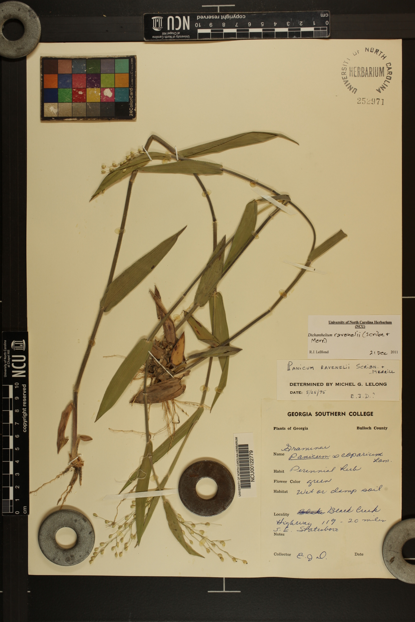 Dichanthelium ravenelii image