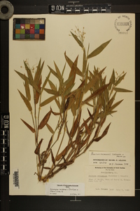 Dichanthelium ravenelii image