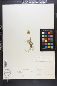Viola pedata var. pedata image