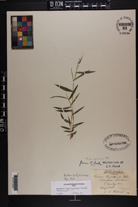 Dichanthelium acuminatum subsp. longiligulatum image