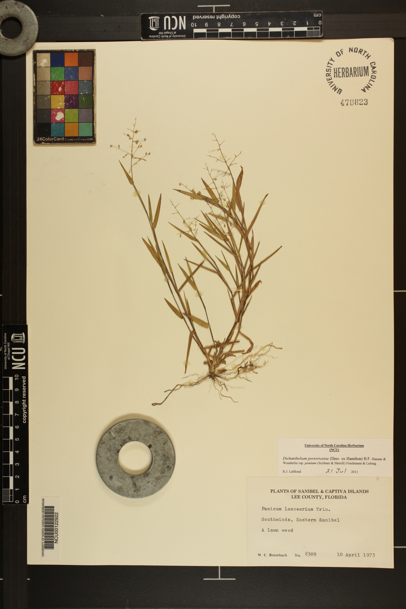 Dichanthelium portoricense image