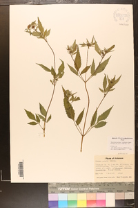 Bidens vulgata image