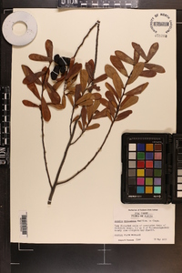 Asimina reticulata image