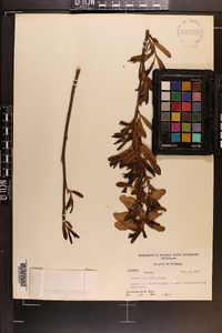 Asimina reticulata image