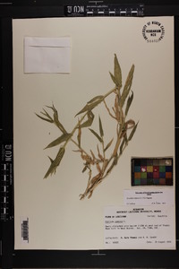 Urochloa ramosa image