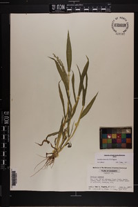 Urochloa ramosa image