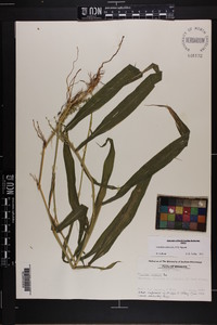 Urochloa ramosa image