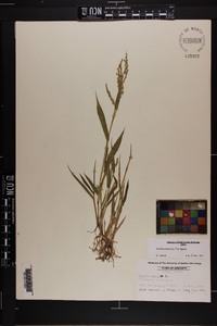 Urochloa ramosa image