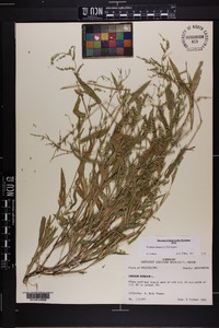 Urochloa ramosa image