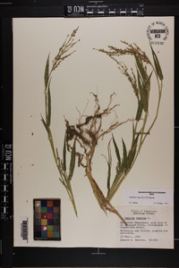 Urochloa ramosa image