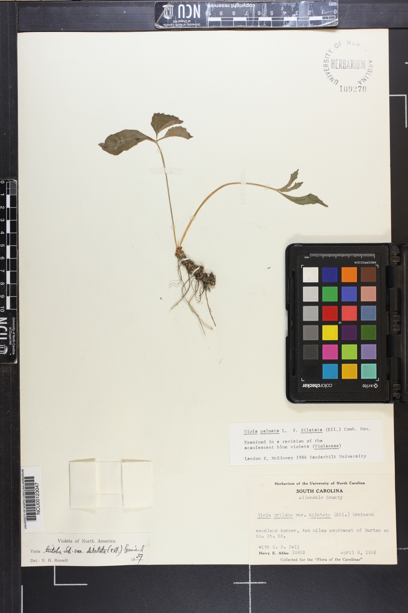 Viola palmata var. dilatata image