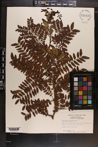 Gleditsia aquatica image