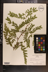 Gleditsia aquatica image