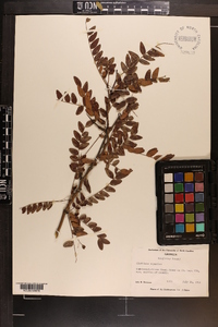 Gleditsia aquatica image