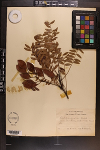 Gleditsia aquatica image