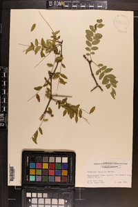 Gleditsia aquatica image