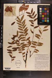 Gleditsia aquatica image