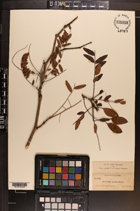 Gleditsia aquatica image