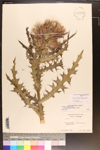 Cirsium horridulum image